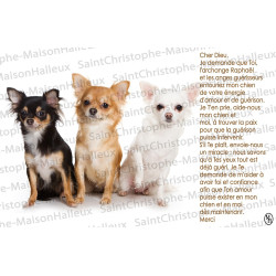 Carte postale Chien prière - aimantée