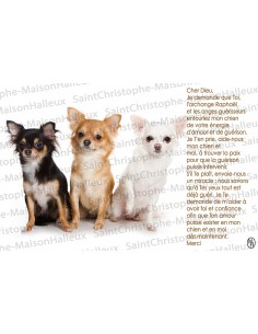 Carte postale Chien prière - aimantée