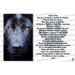 Carte postale Animaux prière - aimantée