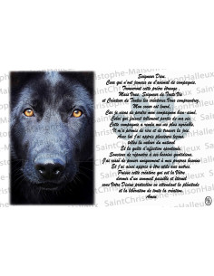 Carte postale Animaux prière - aimantée